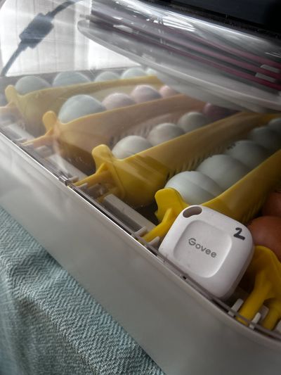 Egg incubator with white and brown eggs in yellow trays.
