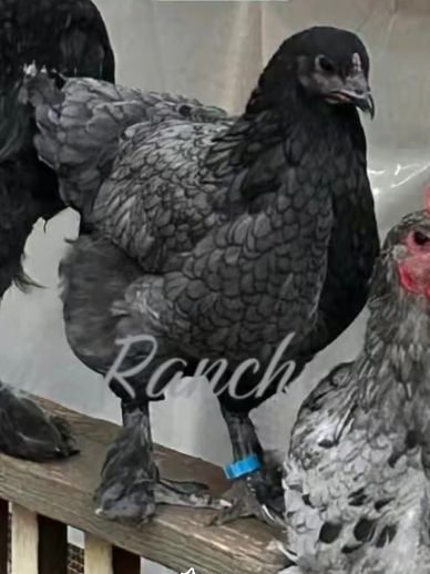 A black and gray chicken with feathered feet standing on a wooden perch.