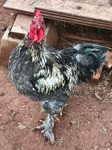 A black and white feathered chicken with feathered feet stands on dirt.