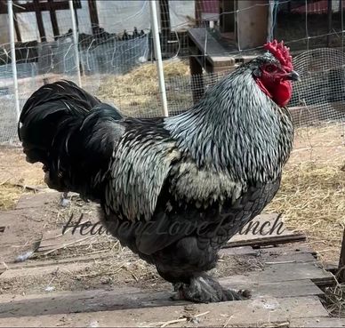 A large black and white rooster standing on a wooden surface in a fenced area.