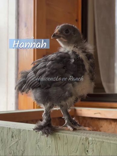 A fluffy young chick named Hannah standing indoors on a wooden beam.