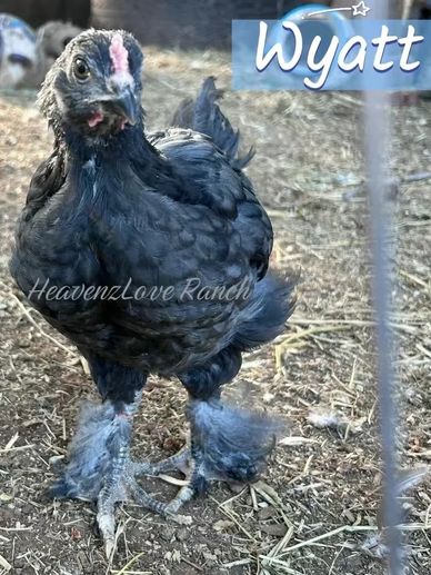 A black fluffy chicken named Wyatt with feathered feet.