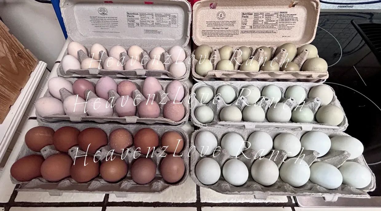 Six cartons of multicolored eggs arranged on a kitchen counter.