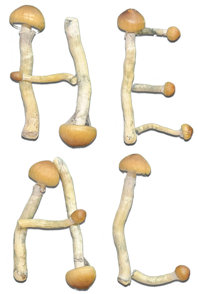 The word "HEAL" spelled out in magic cubensis mushrooms. 