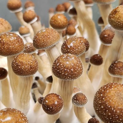 Mckennai Magic Cubensis Mushrooms from Cubecultureusa culture.