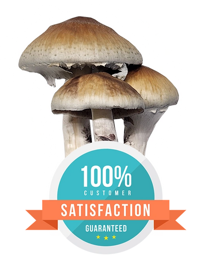 Money back guarantee badge with cubensis mushroom in the background. 