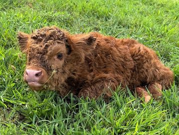 A curly-haired brown calf resting on green grass.