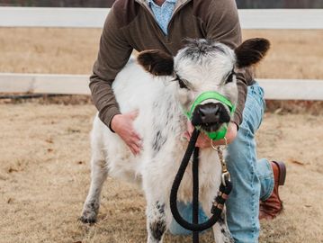 Young man kneeling with a small calf on a farm.