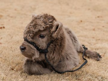 A fluffy baby calf lying on dry grass with a harness on its face.