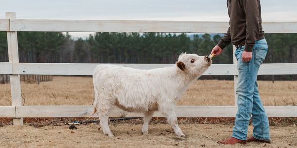 A person feeding a small white calf near a wooden fence.