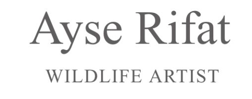 Ayse Rifat Wdlife Art
