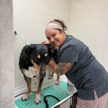 Woman washing a dog in a grooming station.