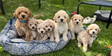 miniature poodle for sale