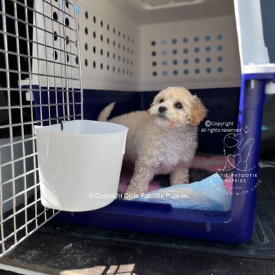 Interstate pet transport 