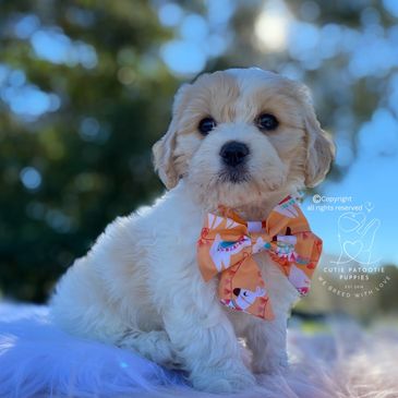 cavachon puppy for sale