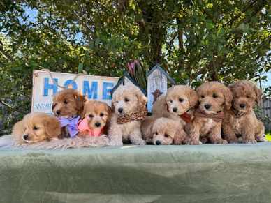 It is the perfect blend of three exceptional breeds: the Cavapoochon, bringing together the Bichon F