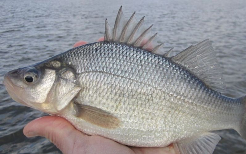 white perch Archives - Carolina Sportsman