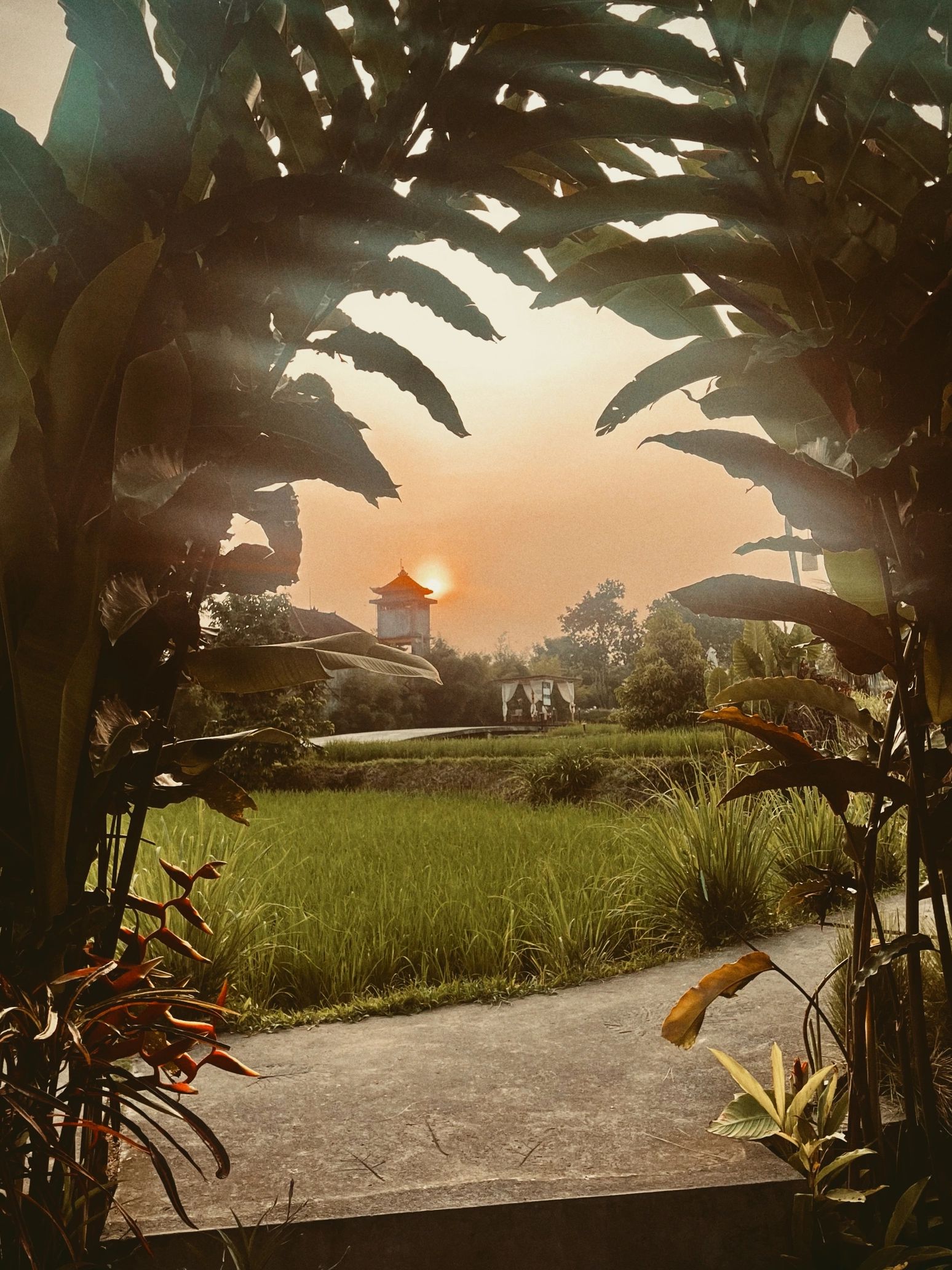 Sunset framed by tropical leaves over a serene rice field path in Ubud, bali. origin of Luvara, Lumeria Yoga