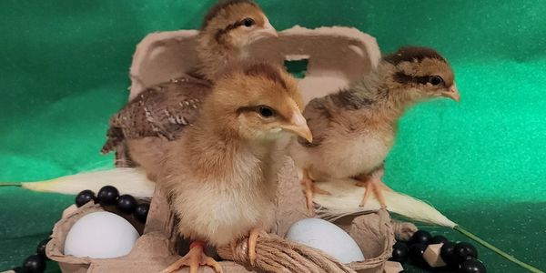 Three baby chicks sitting in an egg carton with eggs and beads nearby.