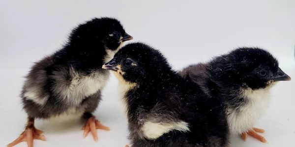 Three fluffy black and white chicks on a white background.