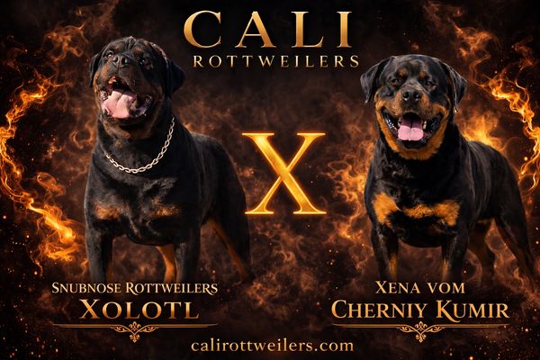  🔥 THIS LITTER IS DUE MAY 2026 🔥 