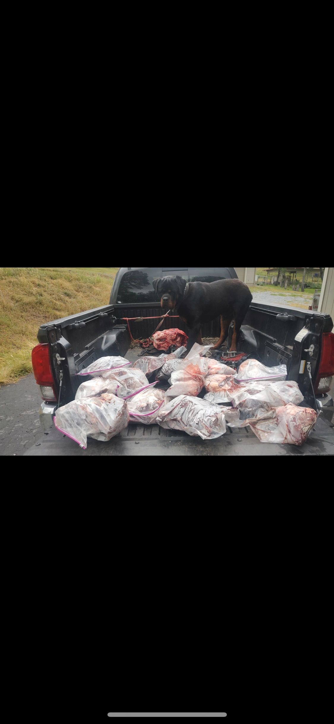 Dog in truck bed with plastic bags of meat.