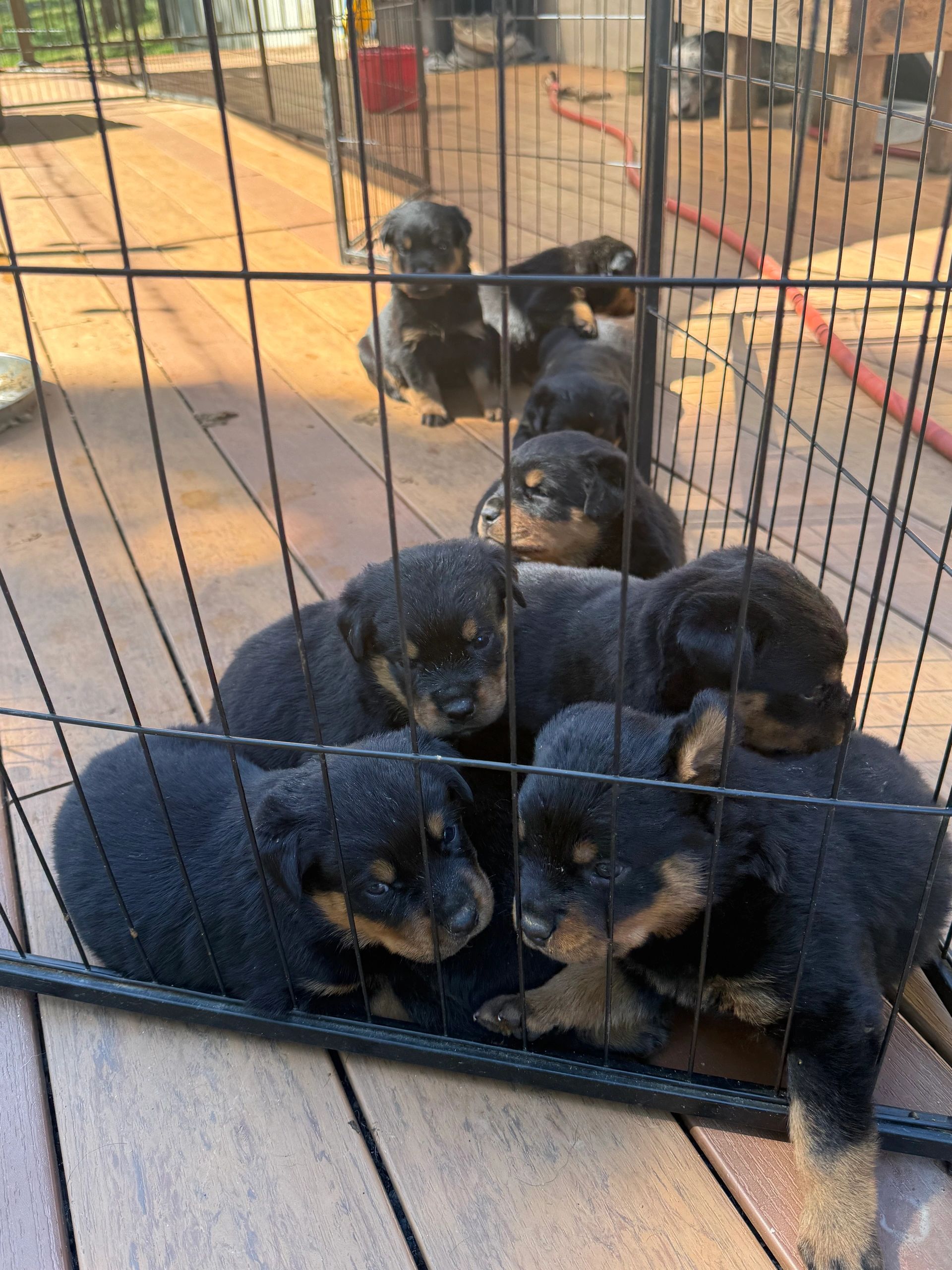 GERMAN ROTTWEILER PUPPIES AVAILABLE 