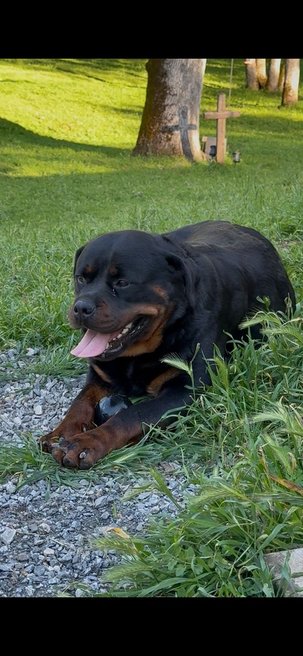Xena vom cherniy kumir 