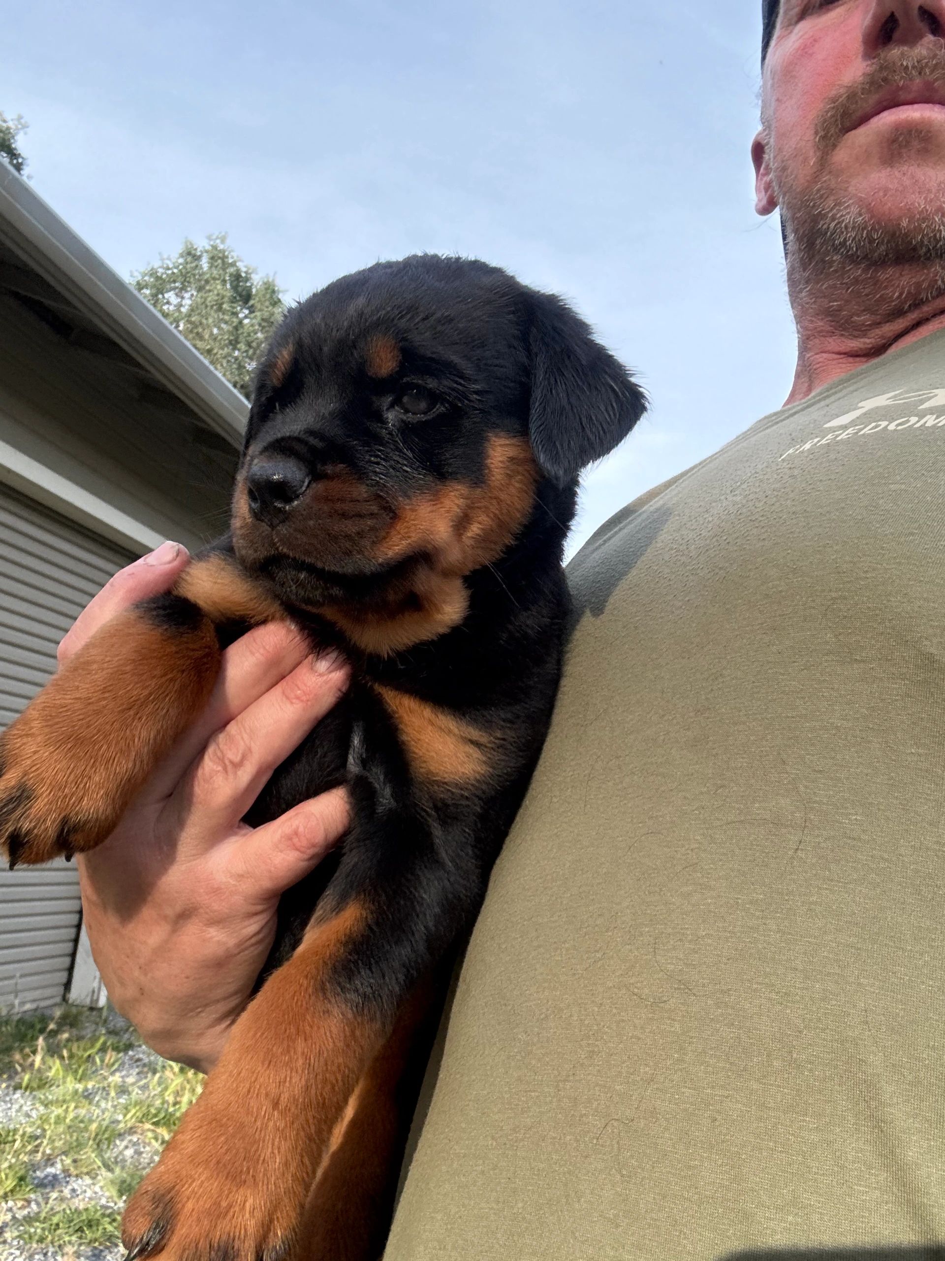 Person holding a young Rottweiler puppy.