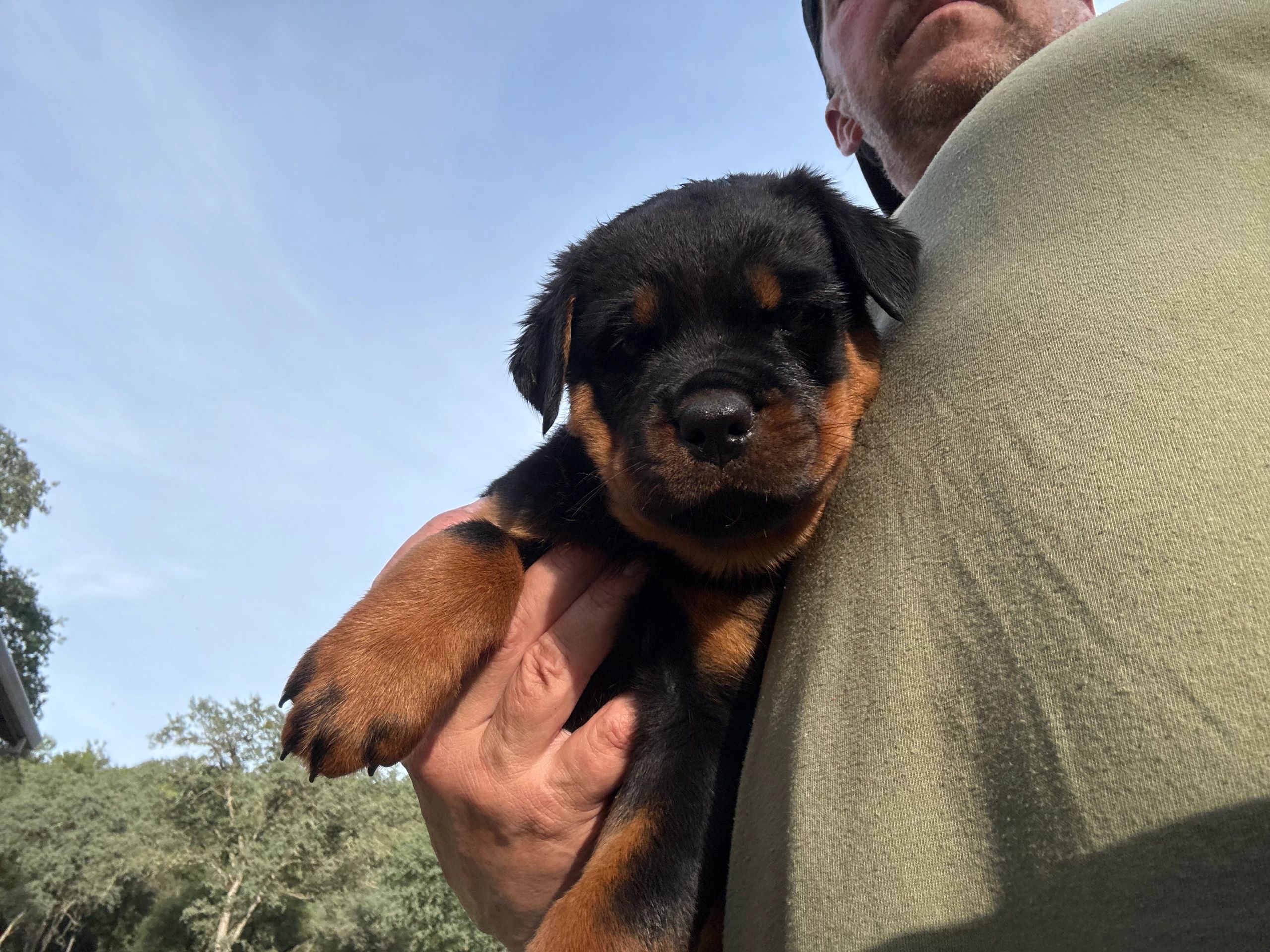 A person holding a sleepy Rottweiler puppy.