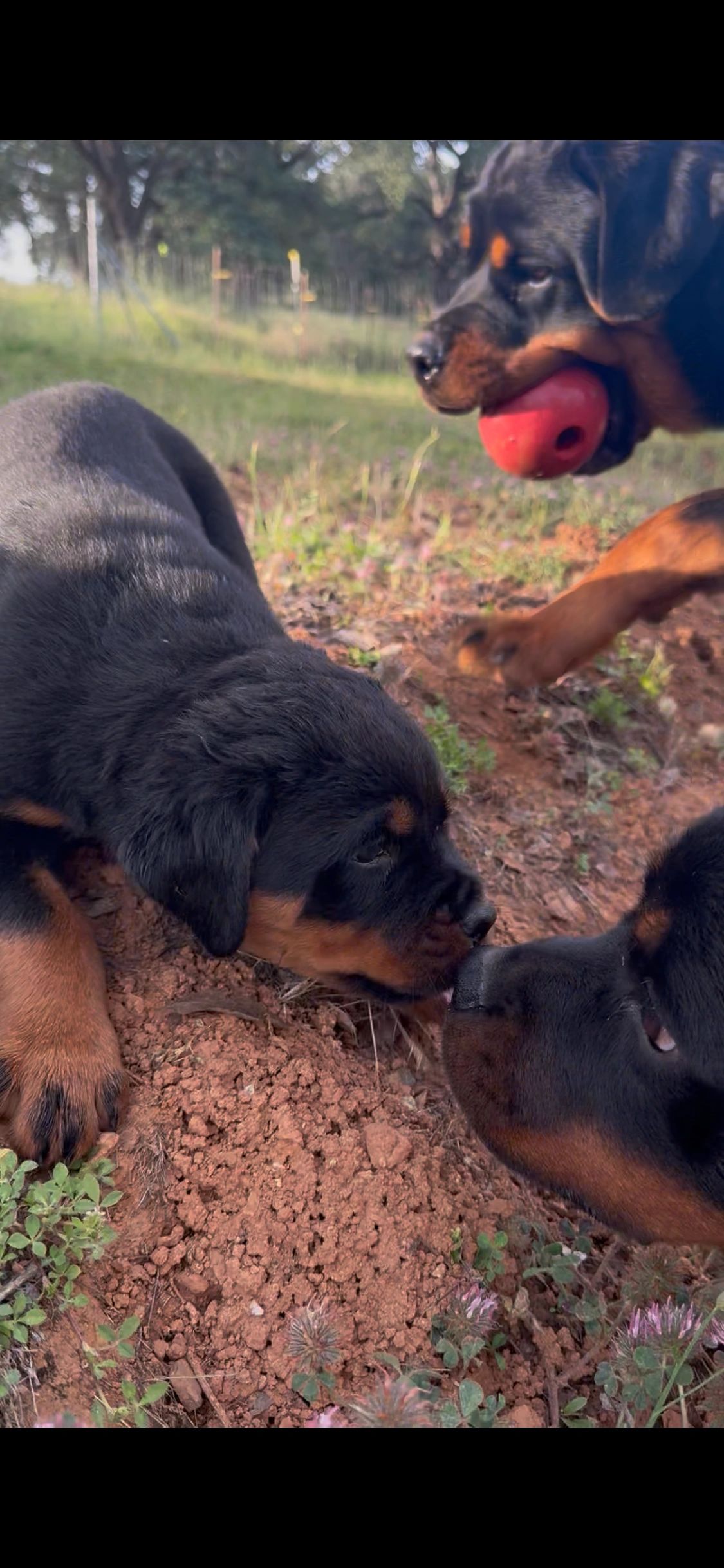 Three Rottweiler dogs interacting outdoors.