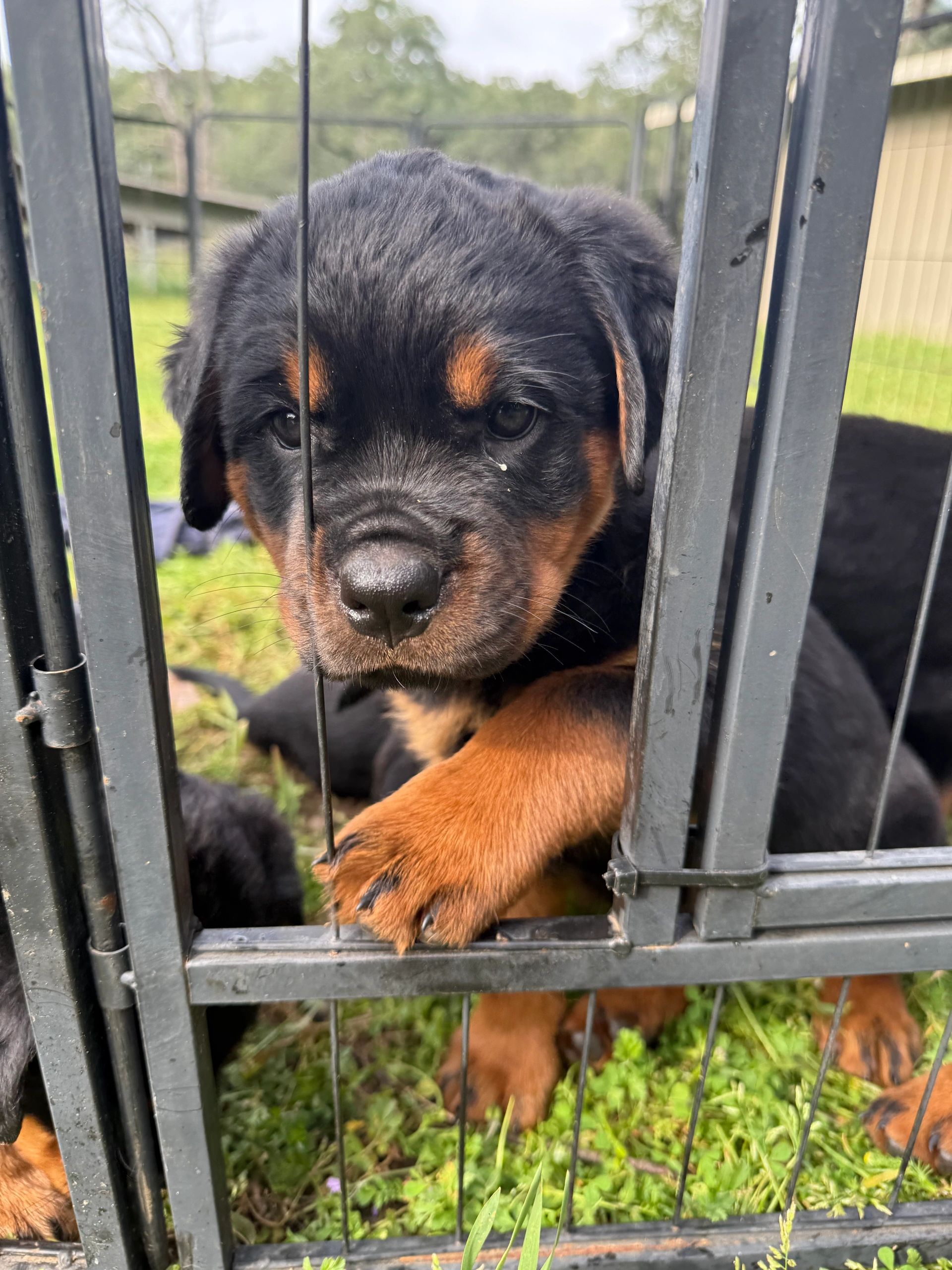 Curious Rottweiler puppy behind metal bars.