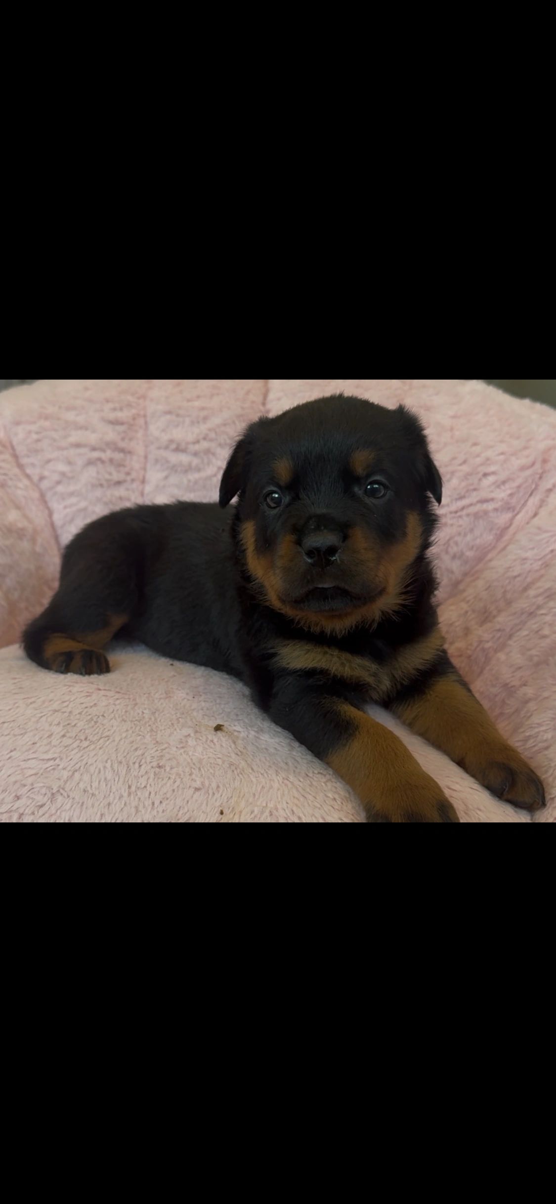 Adorable Rottweiler puppy lying on a soft pink blanket.