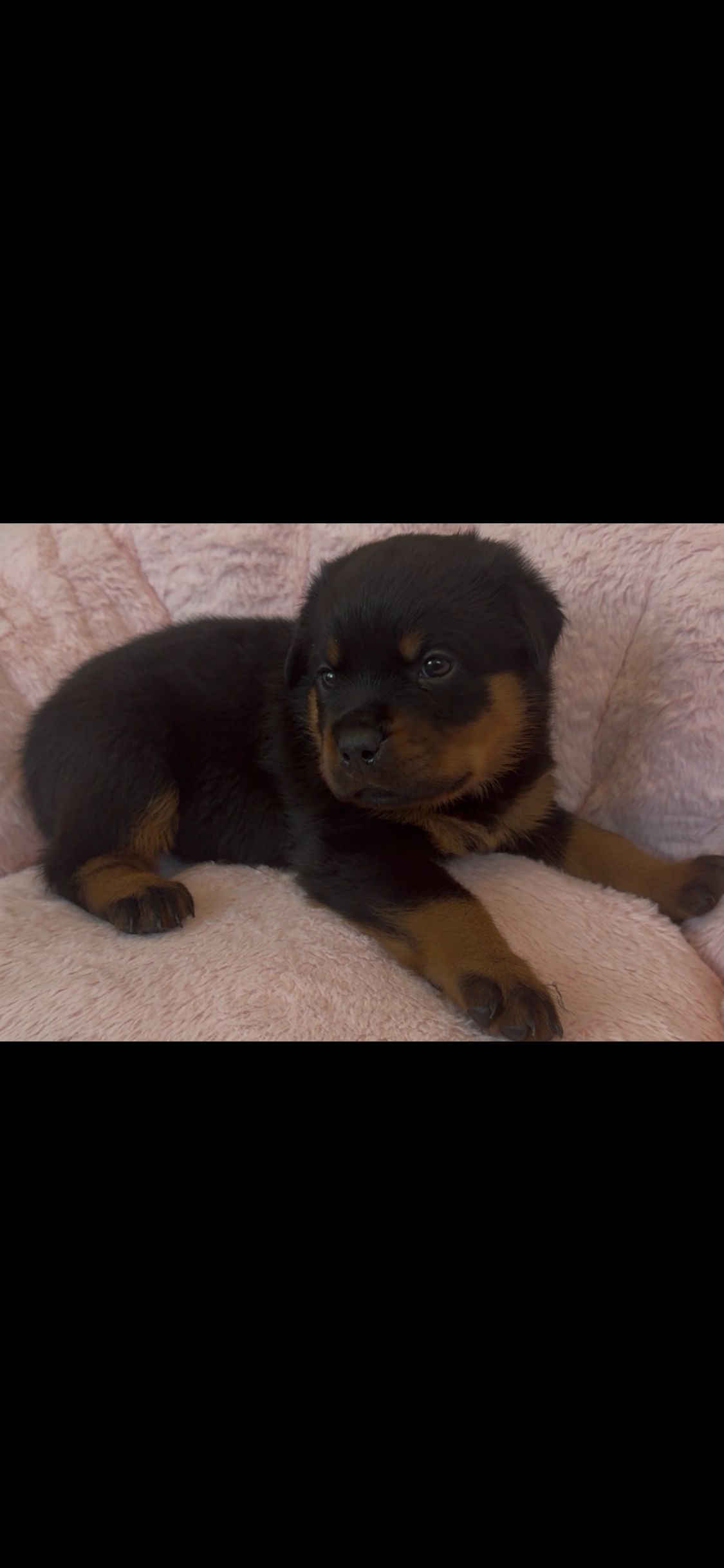 Adorable Rottweiler puppy resting on a pink blanket.