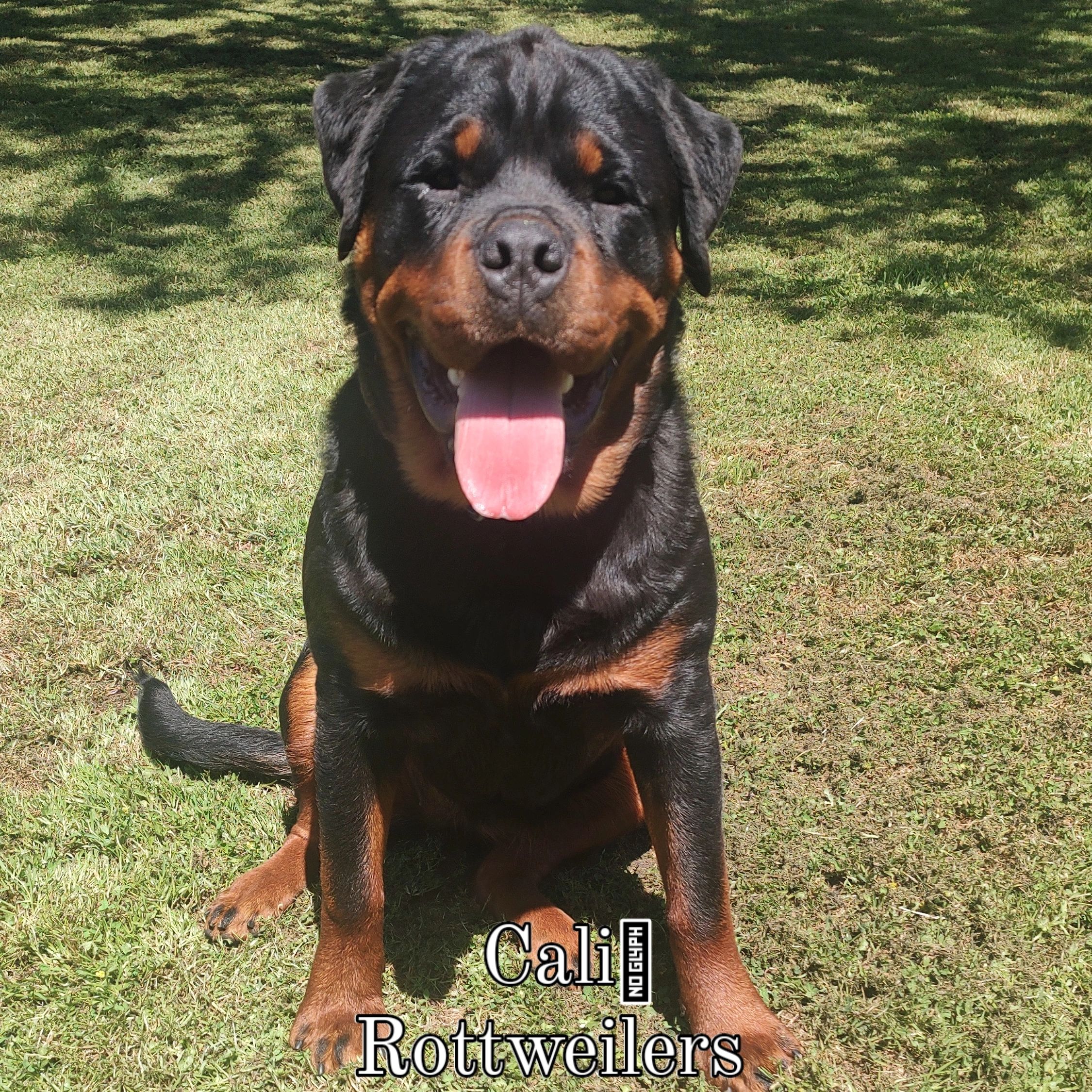 RILEY BIGG FEMALE “KUMMELSEE BLOODLINE 