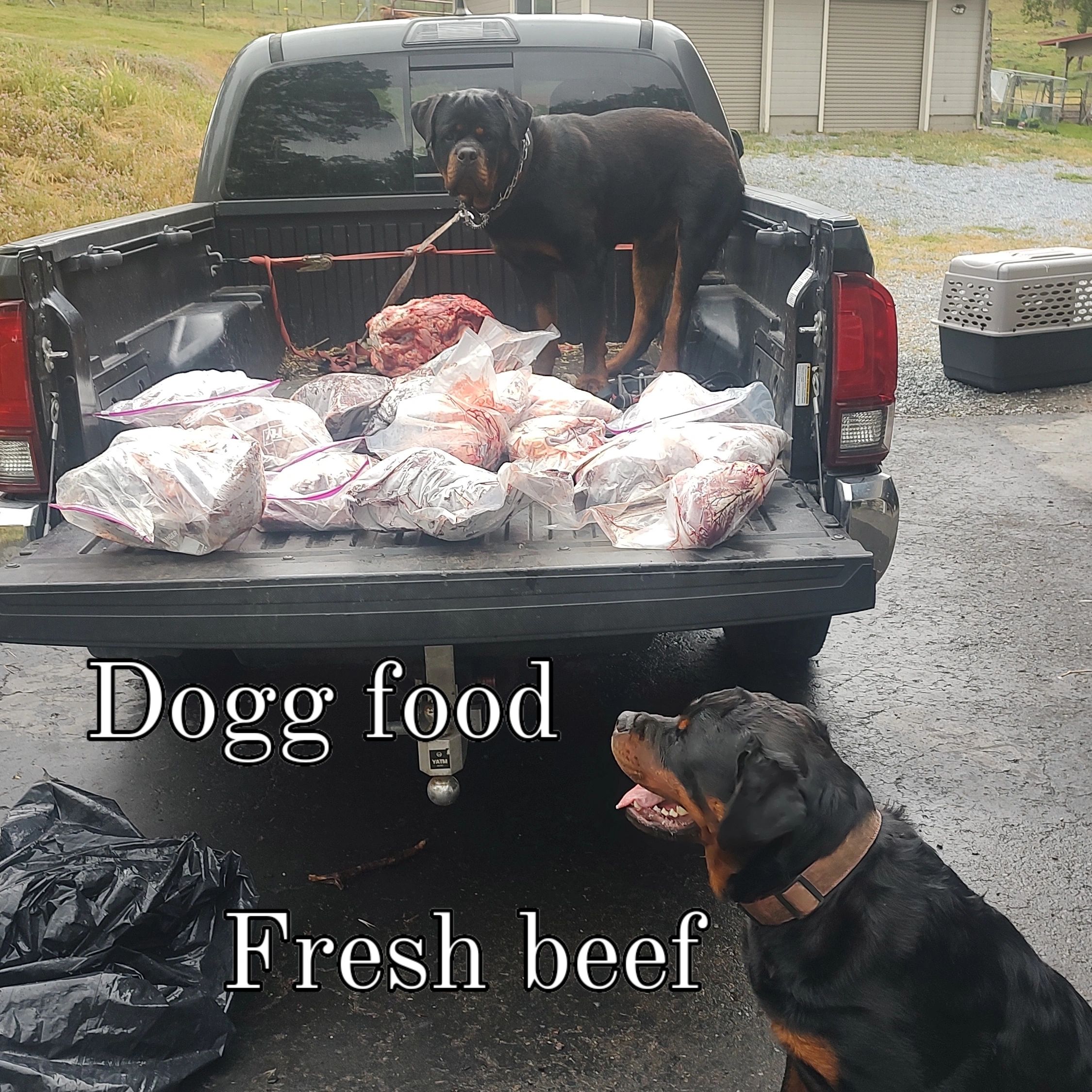Two Rottweilers with raw beef in truck bed.
