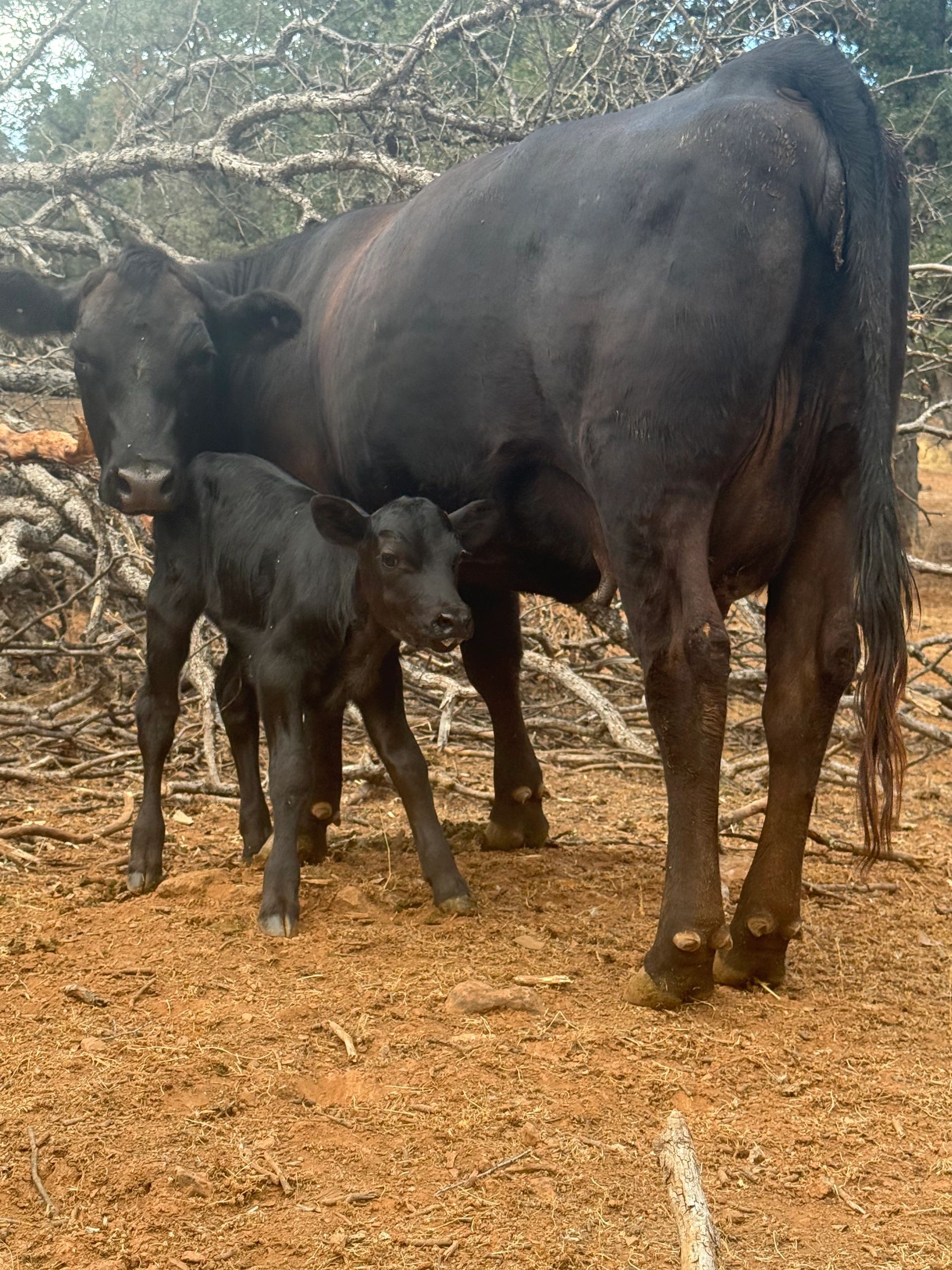 Black cow with its calf standing on dry ground.