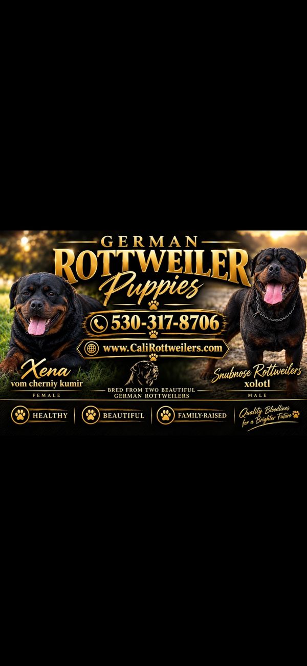 Cali Rottweilers promotional poster featuring Xena and Xolotl. Contact Jason: (530) 317-8706.