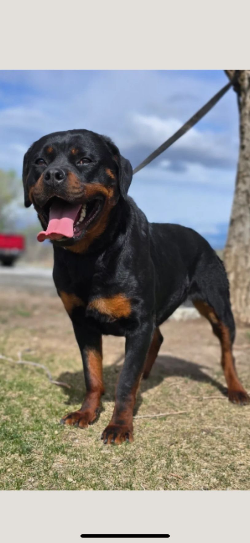 Happy Rottweiler dog outside on a leash.