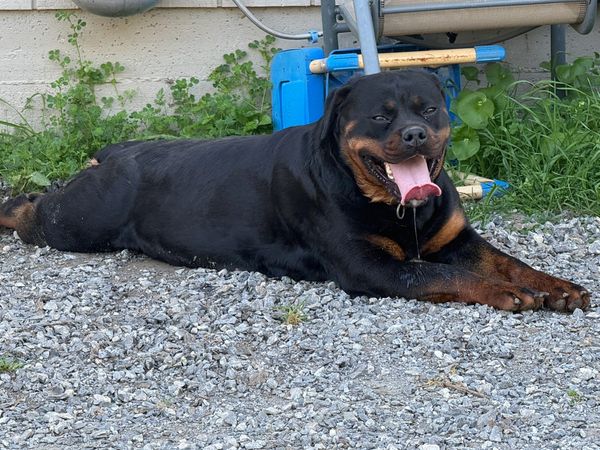 XENA X XOLOTL LITTER  NOW ACCEPTING DEPOSITS. TWO TOP GERMAN ROTTWEILERS BRED TO PRODUCE PERFECTION 