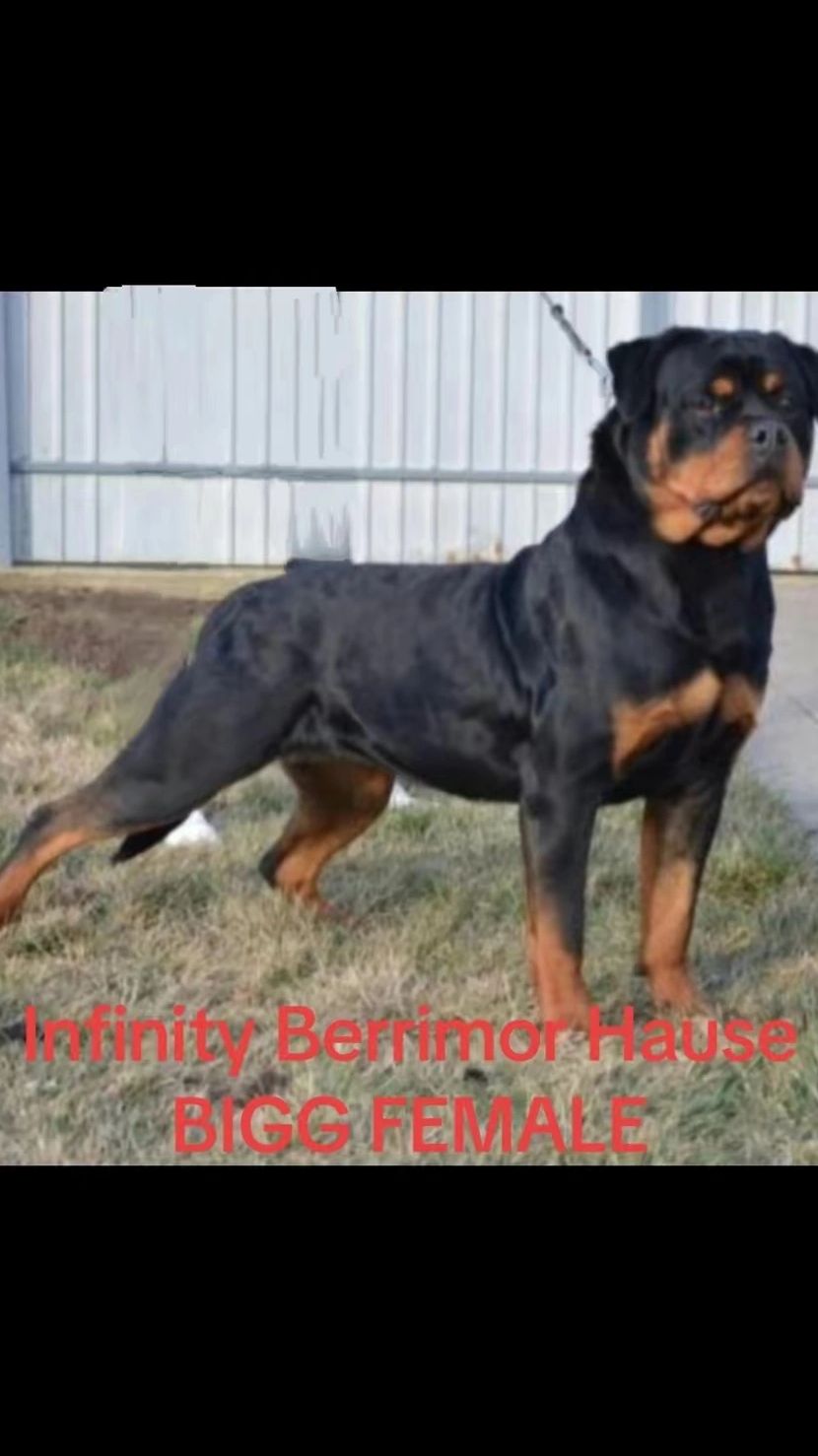 INFINITY BERRIMOR HAUSE (UKRAINE IMPORT)