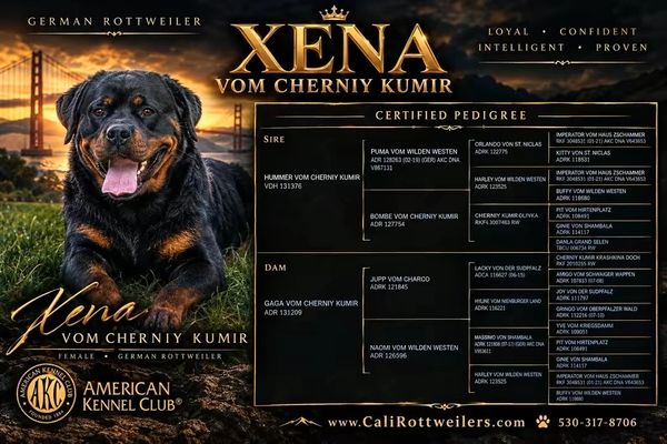 Xena Vom Cherniy Kumir portrait and pedigree chart. Ask Jason for a readable copy of the records.