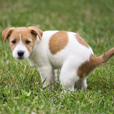dog diarrhea puppy giardia giardiasis
parasitic ameba infection treatment effective safe organic