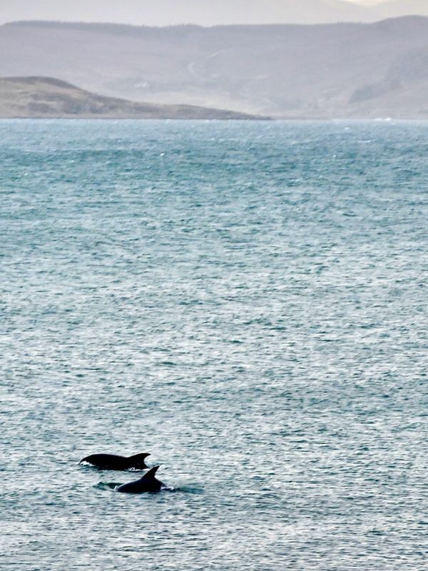 Two dolphins swimming near a distant shoreline under a hazy sky.