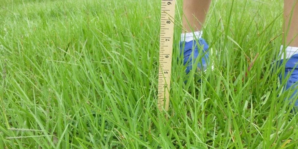 Bahia grass pasture