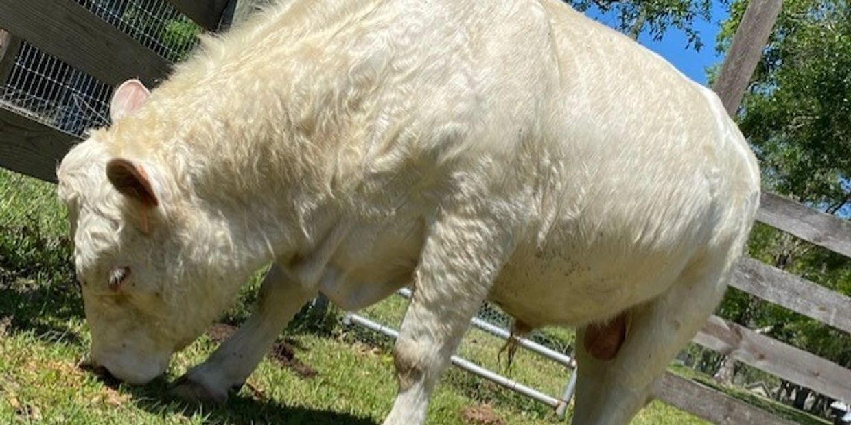 Cow in pasture