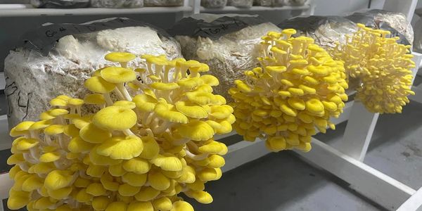 golden oyster mushrooms
