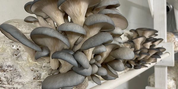 blue oyster mushrooms