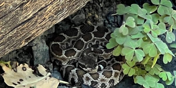 A camouflaged snake coiled among leaves and wood.