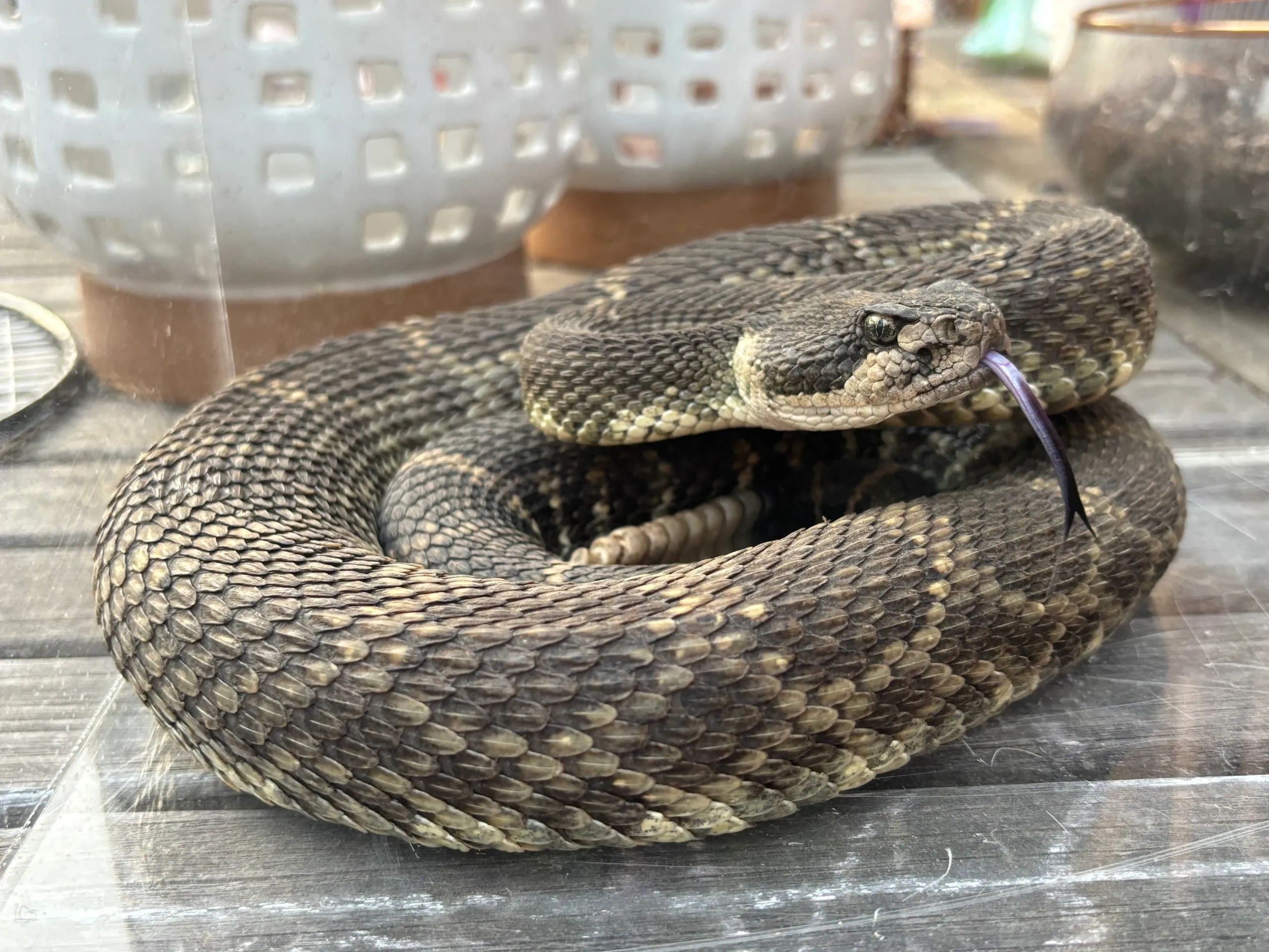 Rattlesnake Rescue